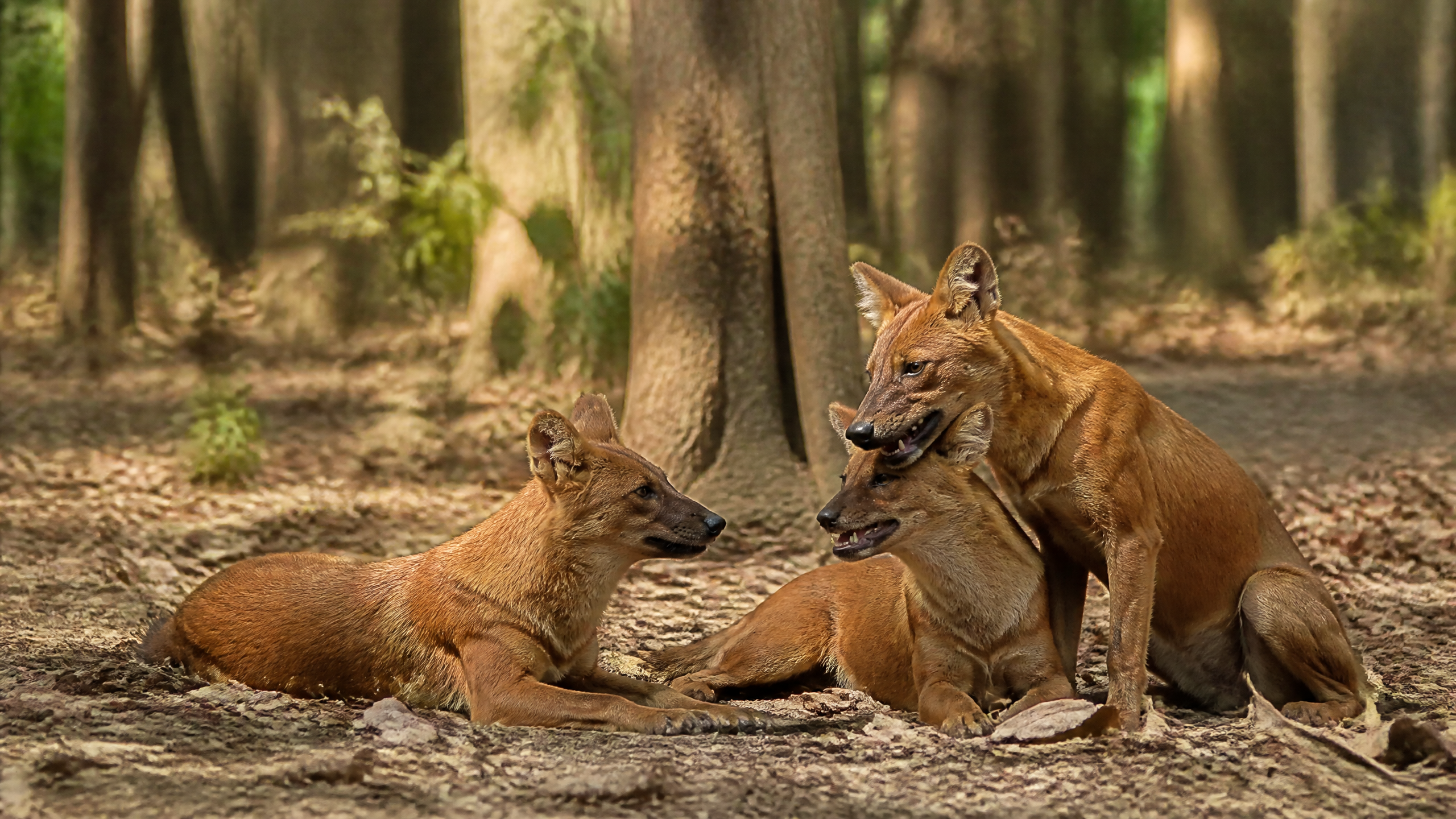 A pack of three Indian wild dogs resting together in a teak forest shade.