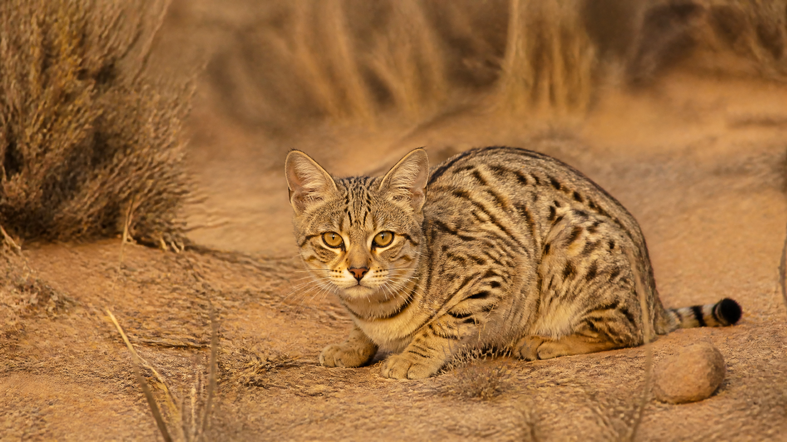 An Asiatic wildcat crouching in open dry grassland habitat in India.