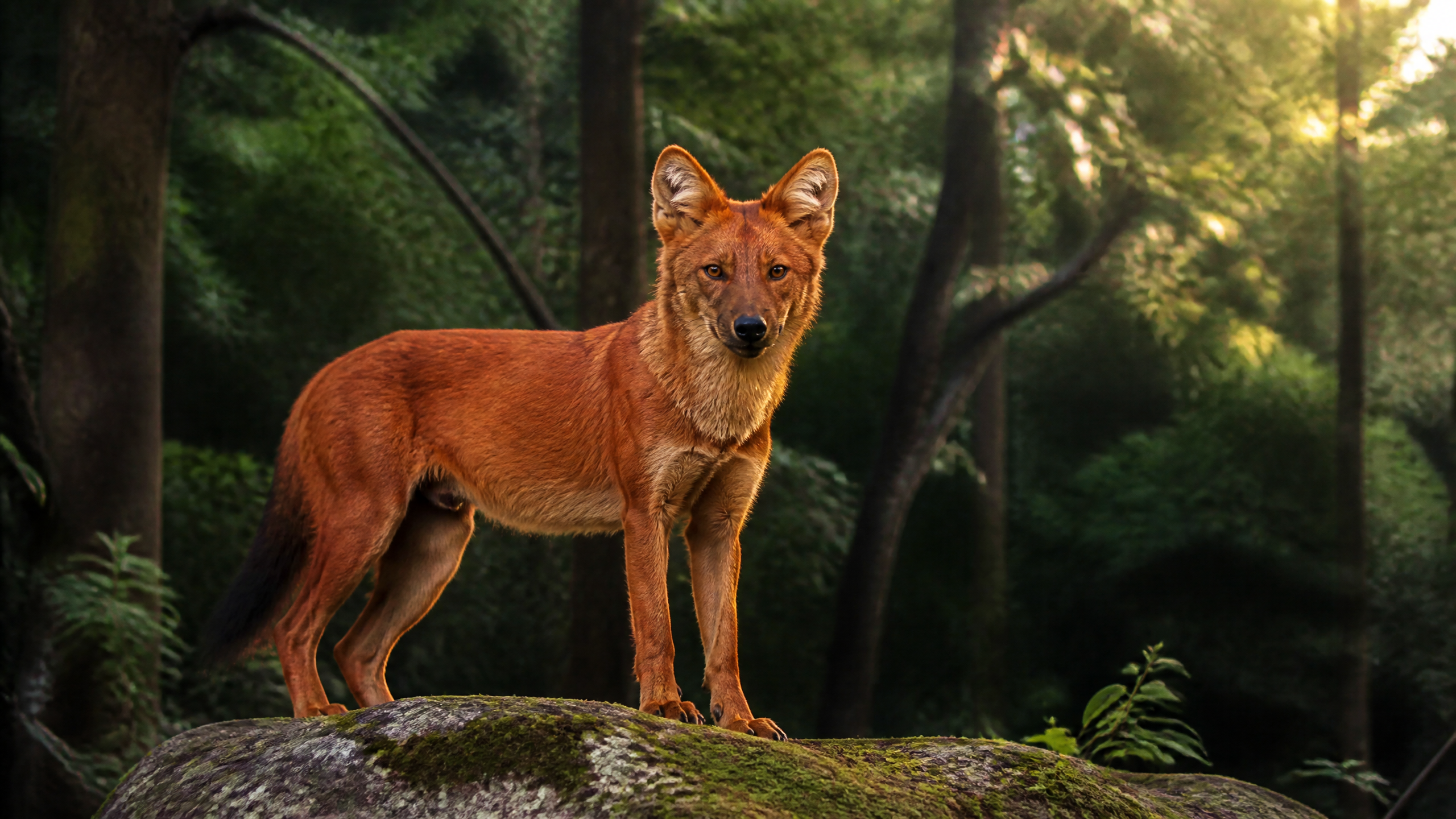 An Indian wild dog standing alert on a stone outcrop in a green forest reserve.