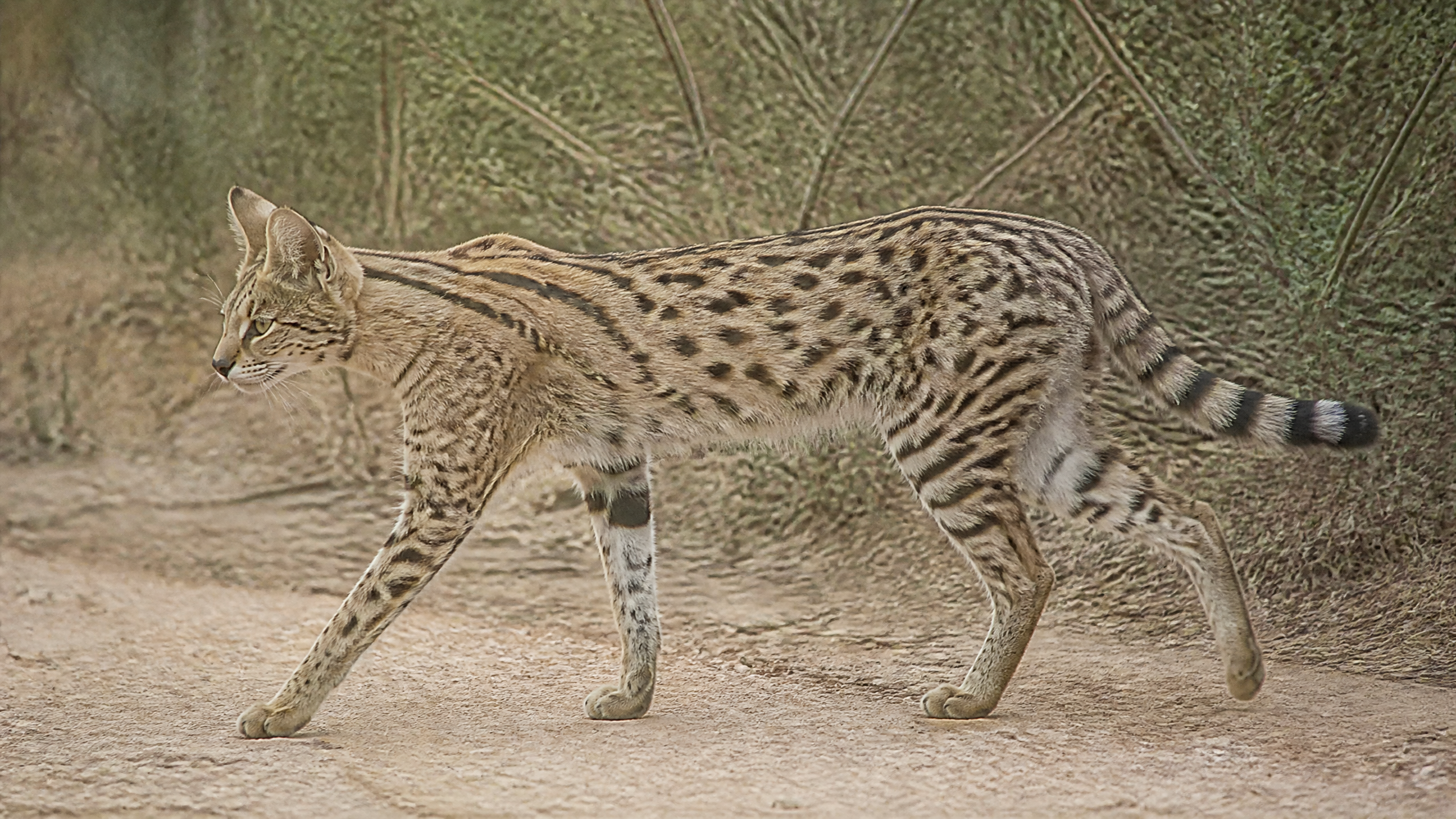 Indian wild cat walking through arid thorn scrub vegetation.